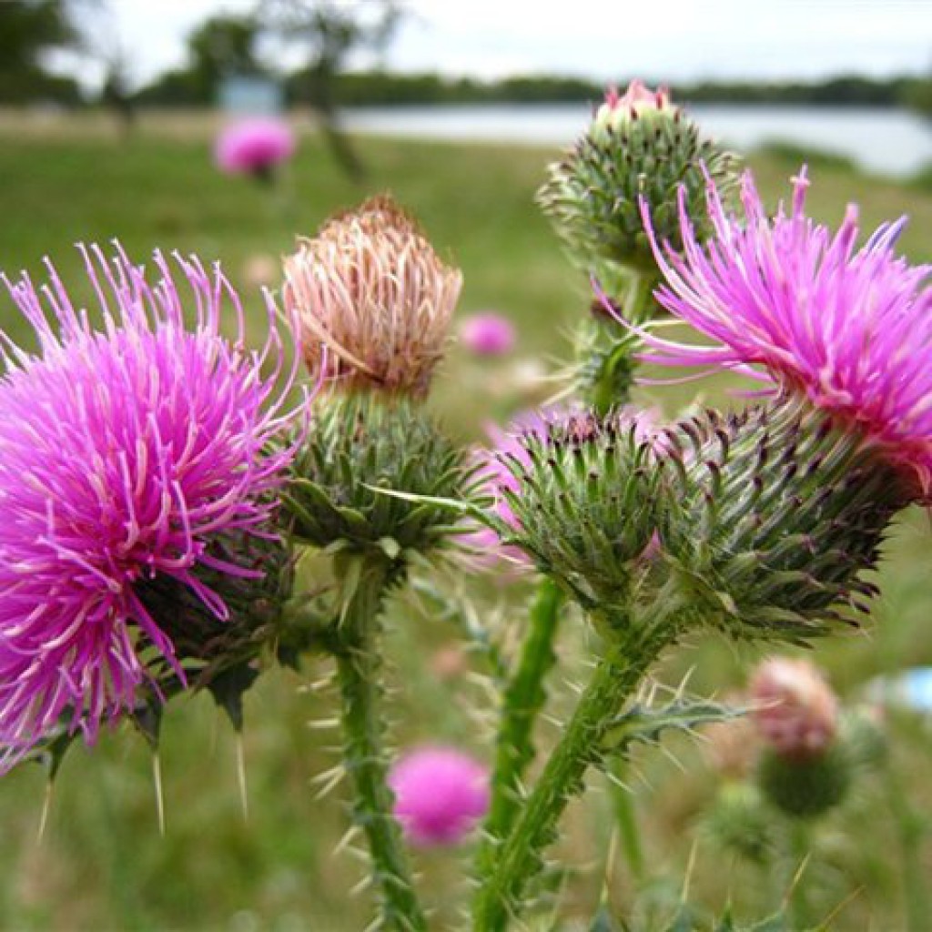 Расторопша Milk Thistle